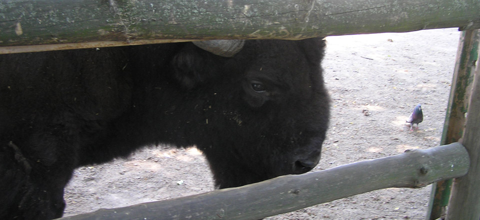 一键清理垃圾的cc攻击工具